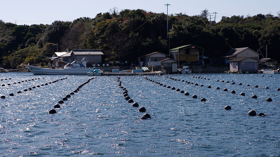 Ago Bay, Japan is one of the most important sites for akoya cultured pearl farms.